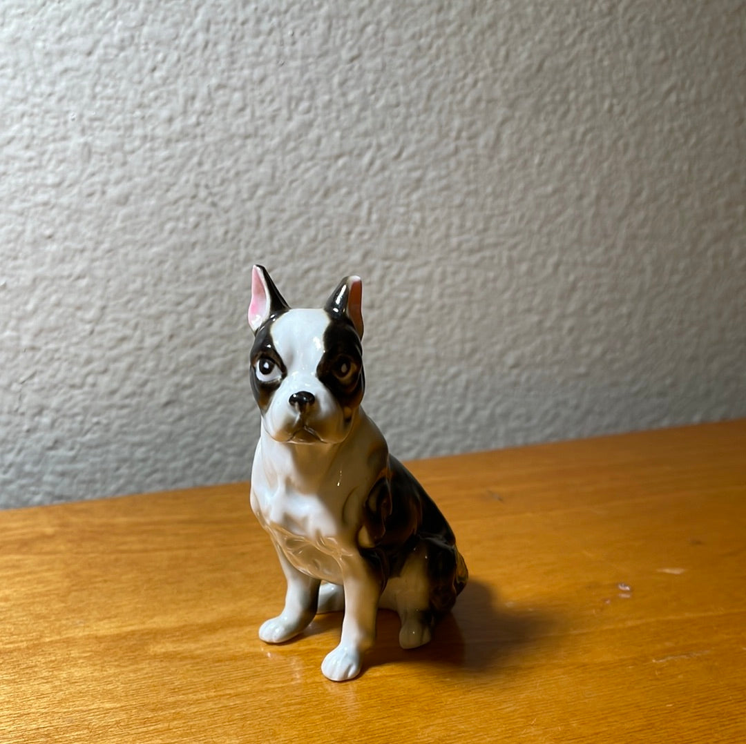 Bone Boxer Dog