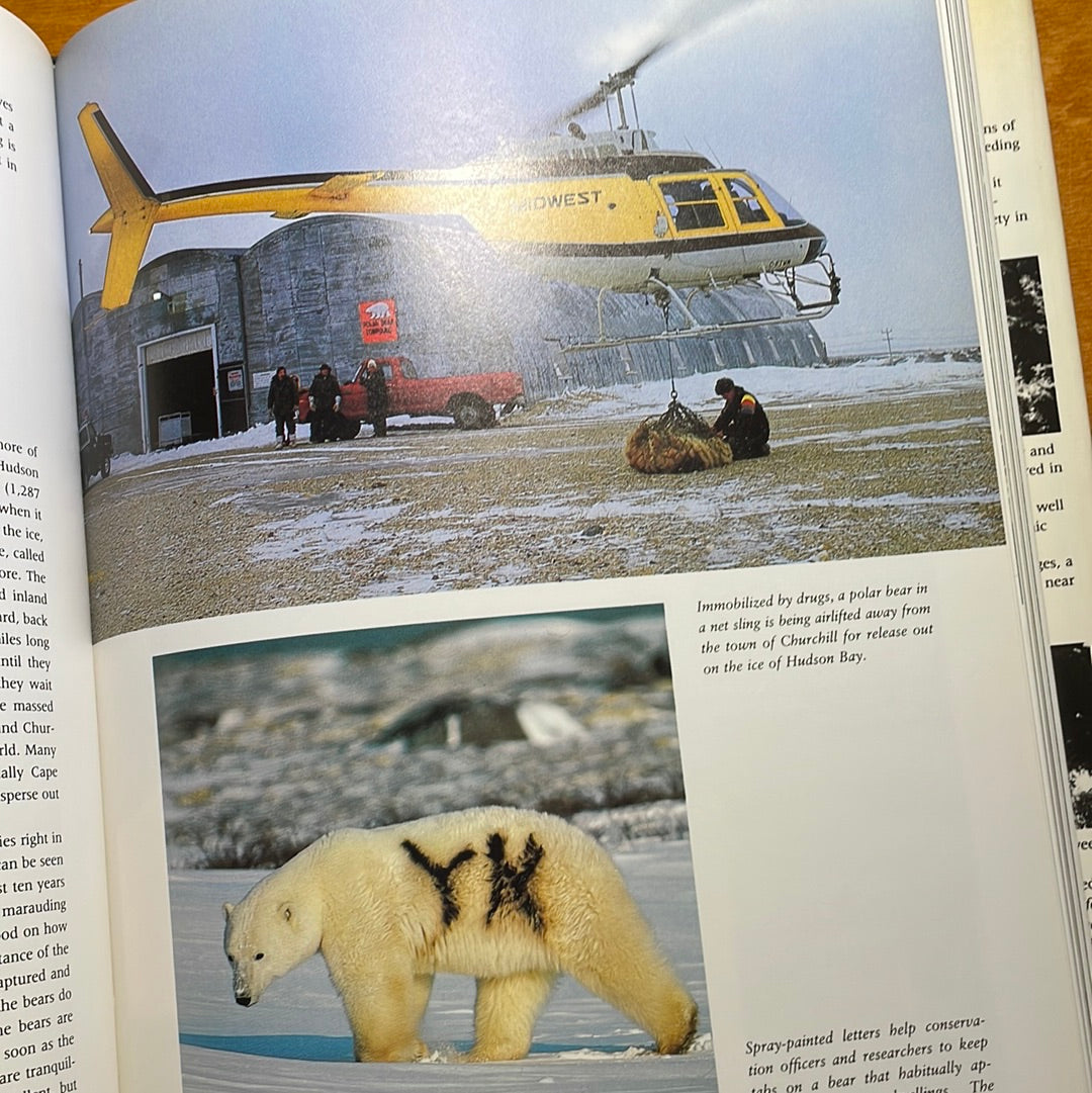 Bears of the World by Terry Domico & Mark Newman