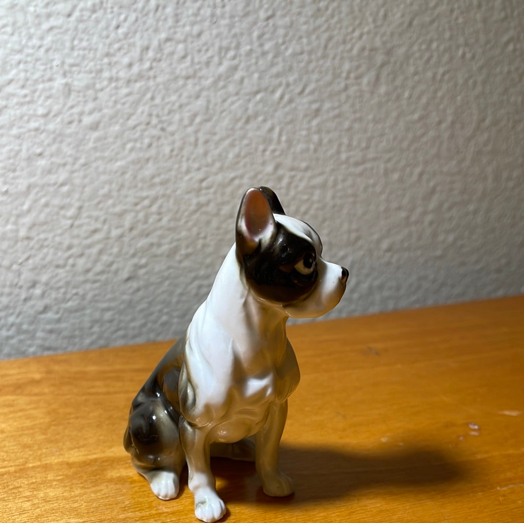 Bone Boxer Dog
