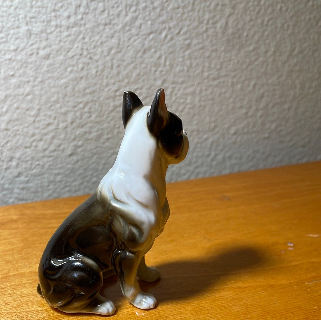 Bone Boxer Dog