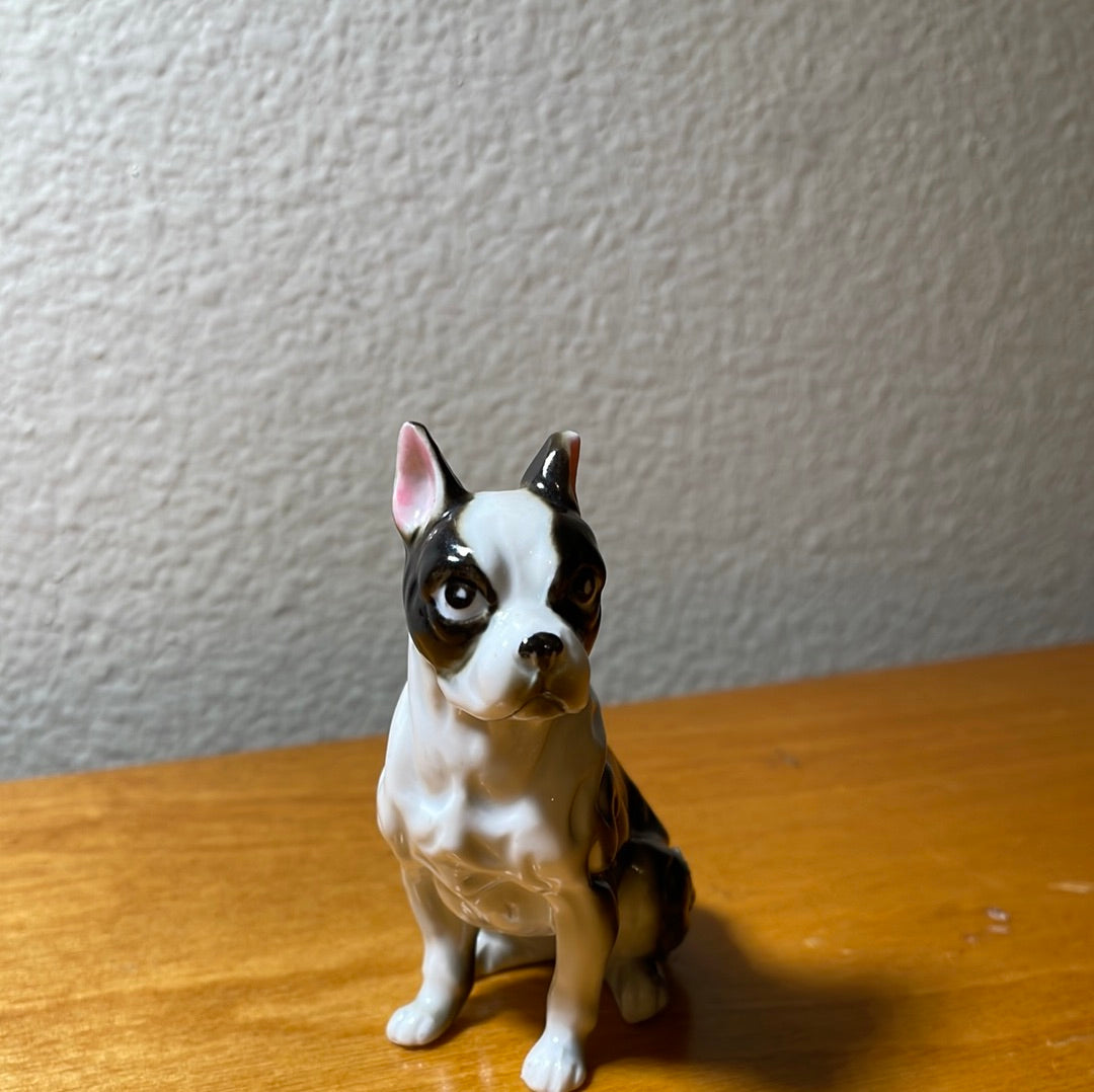 Bone Boxer Dog